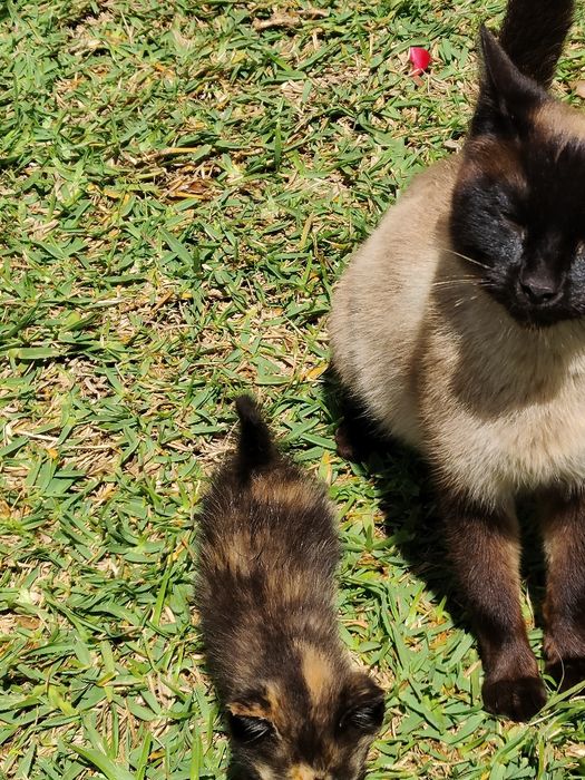 gatinhos para doação responsável