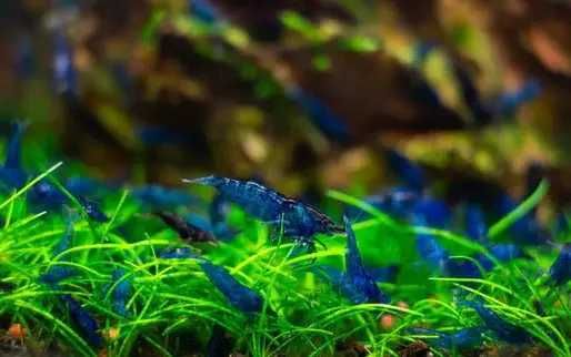 Креветки Синяя Мечта