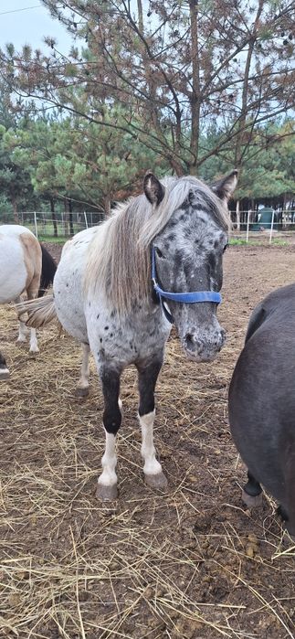 Kropek szuka domu adopcyjnego