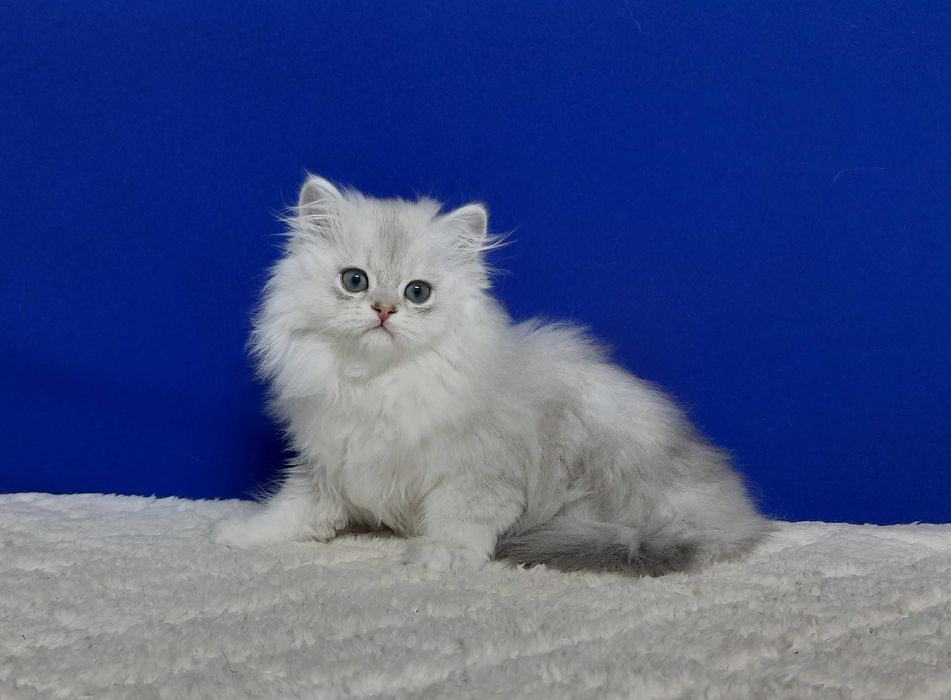 Шотландський Хайленд хлопчик на ім"я Джавелін