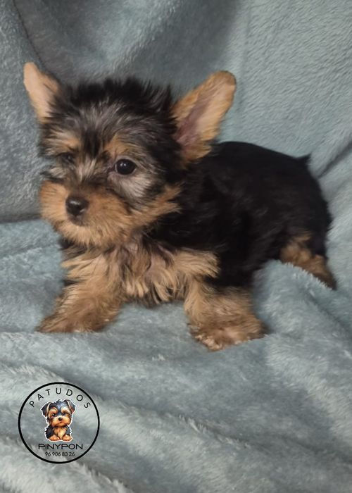 Fêmea Yorkshire Terrier