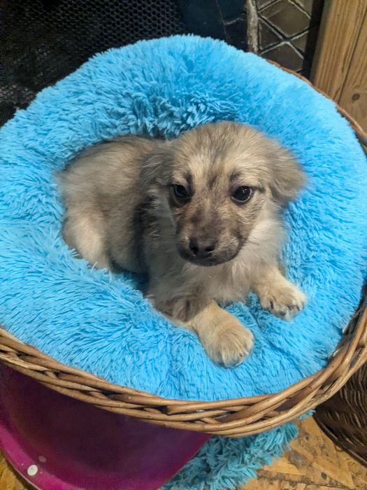 Цуценя у добрі руки