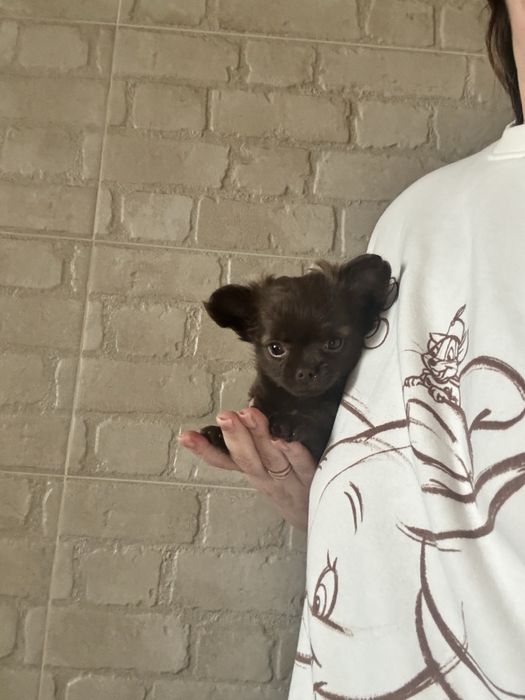 Шоколадна дівчинка