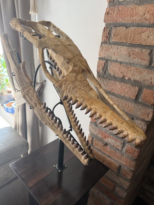 Oryginalna czaszka dinozaura Mozozaur Mososaurus