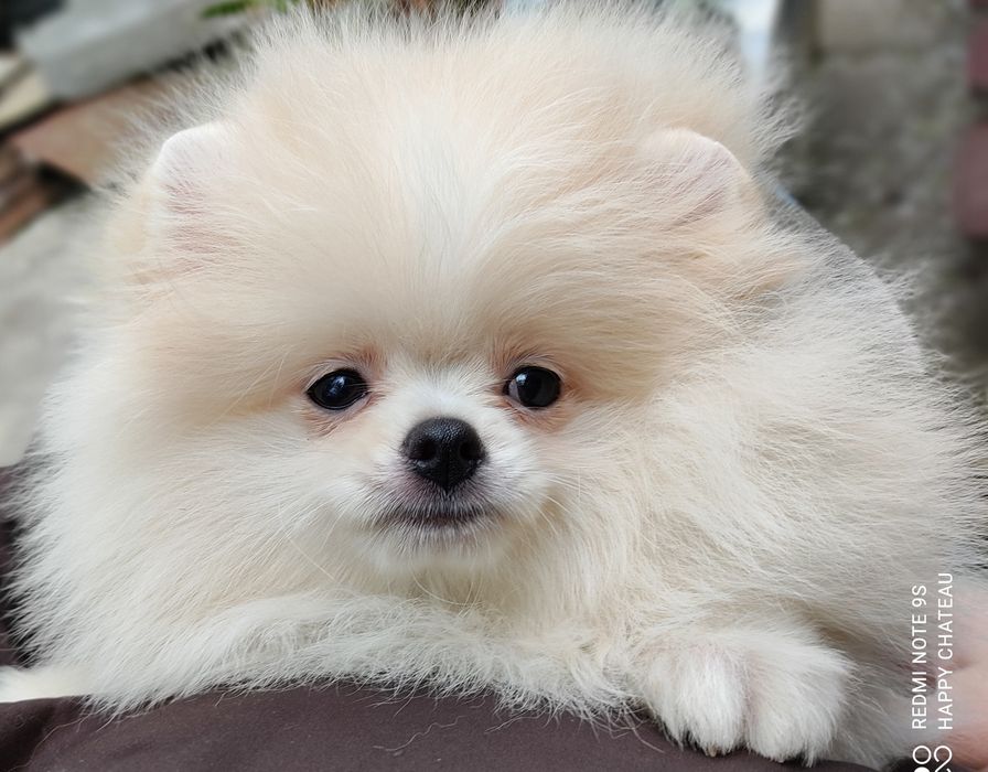 Шпиц, очень красивый щенок КСУ/FCI