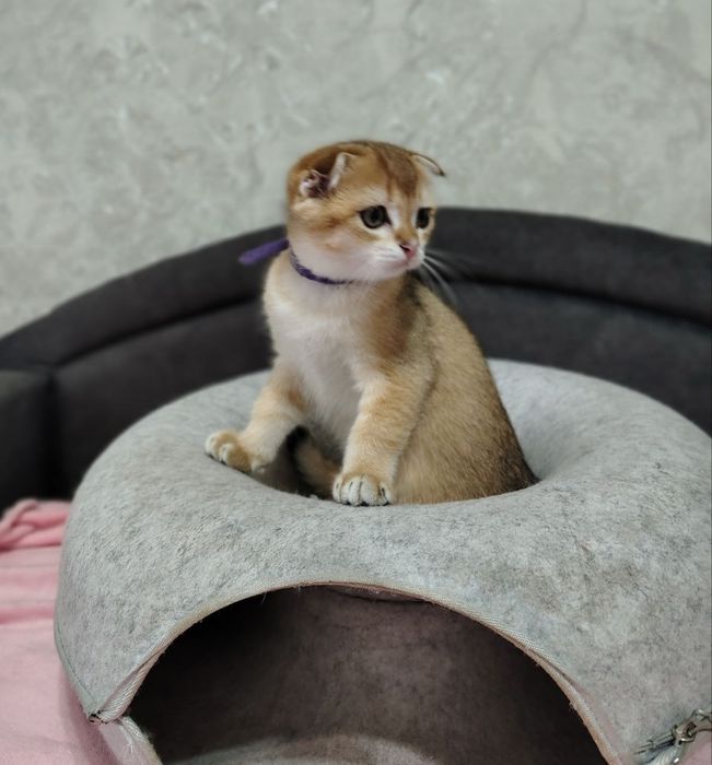 Шотландські кошенята