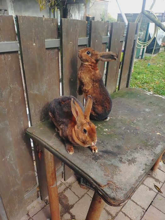 продам кроликів Рекс пара