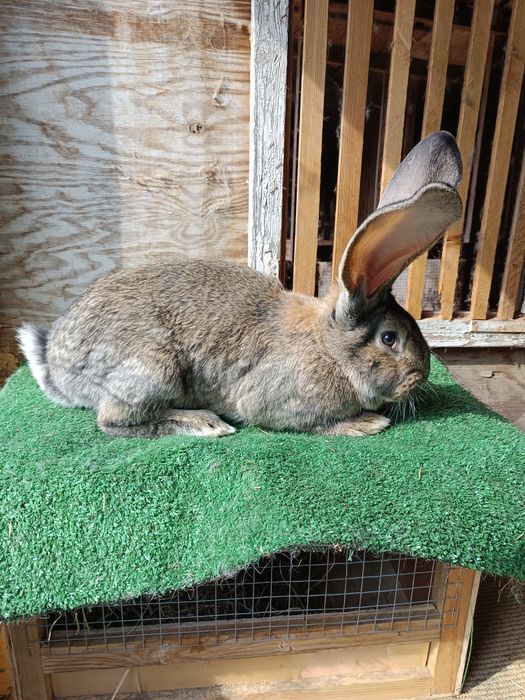 Sprzedam młode króliki belgijski olbrzym