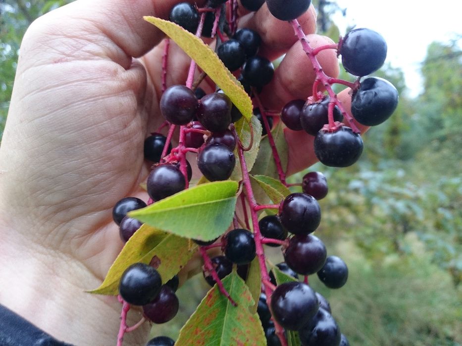 Czeremcha na rok 2024 ,owoce czeremchy, głóg,dzika róża, kalina,dereń,