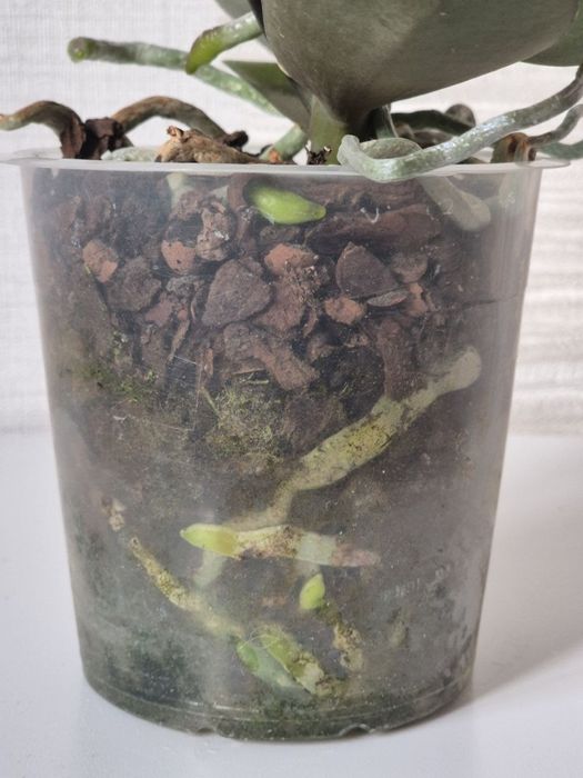 Орхидея биглип big lip Maria Mar