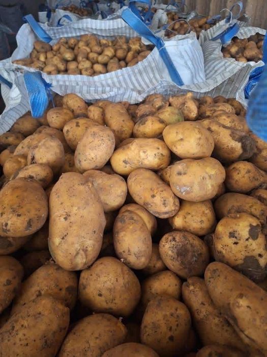 Batata big bag 100kgs