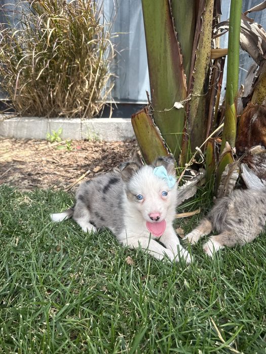 Border Collie Merle Femêa Fofinha