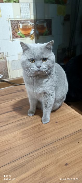 Одесса Вязка британского кота