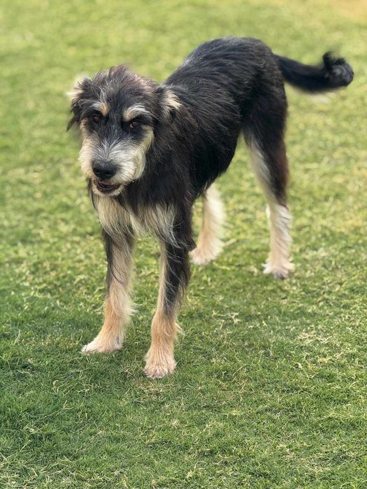 Waffle,  słodka i bardzo przyjazna towarzyszka aktywnych przygód