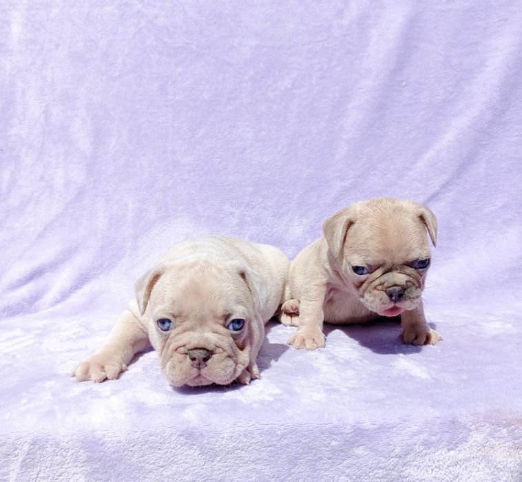 Buldog francuski lilac platinum merle