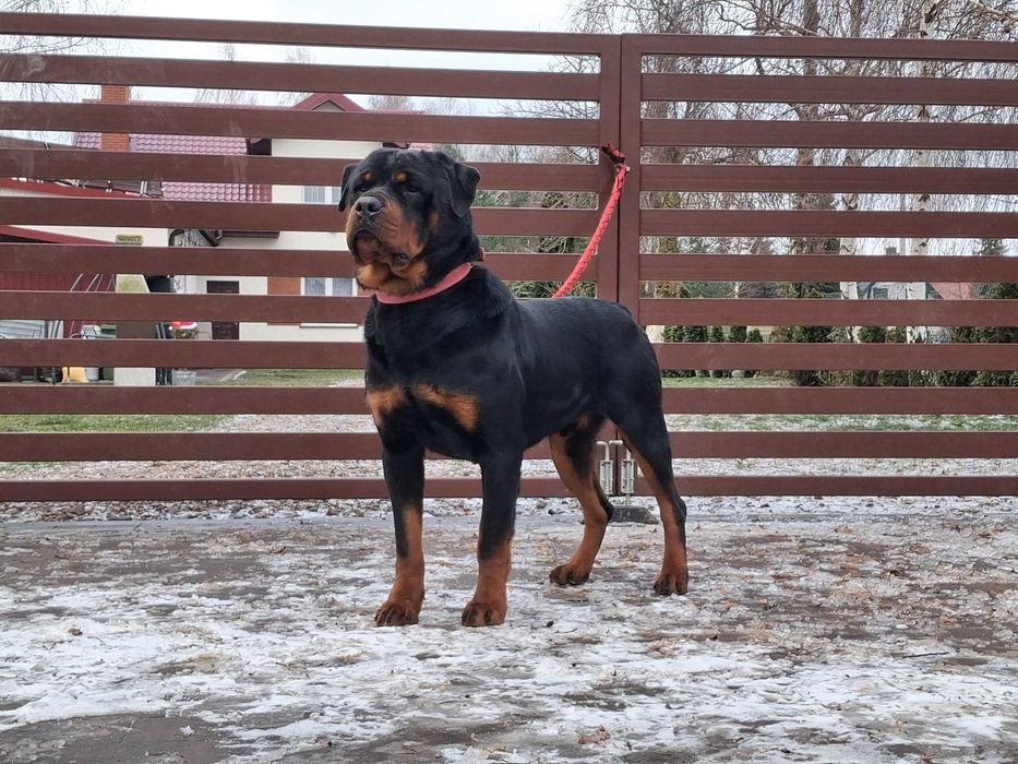 rottweiler szczeniak