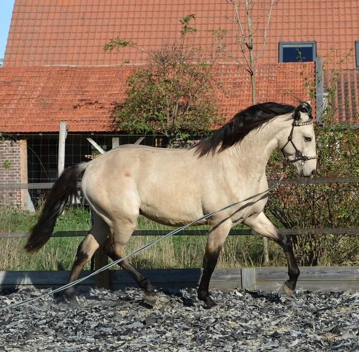 Cobrições garanhão PSL