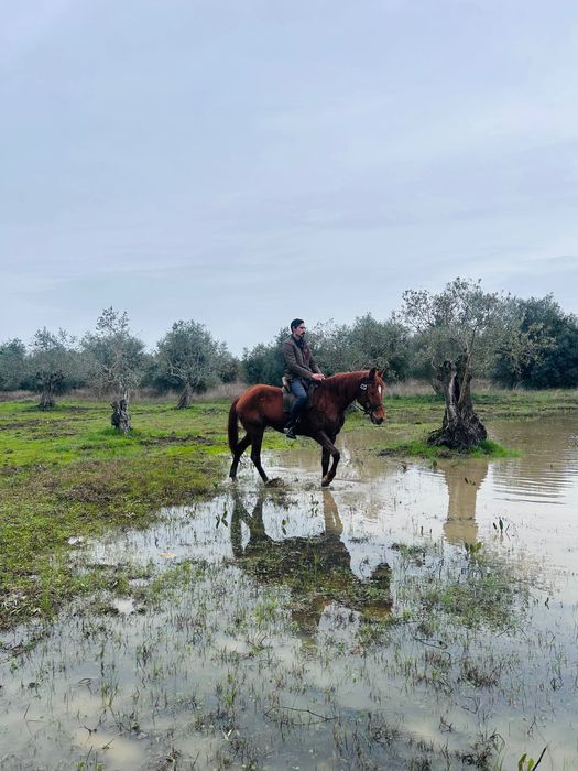 Égua alazã Cruzada com sangue árabe 5 anos