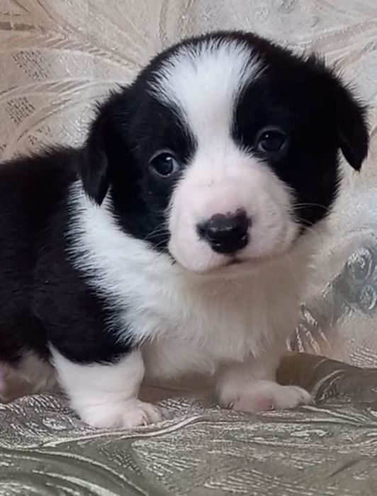 Познакомимся ?   Хлопчик   корги  кардиган !
