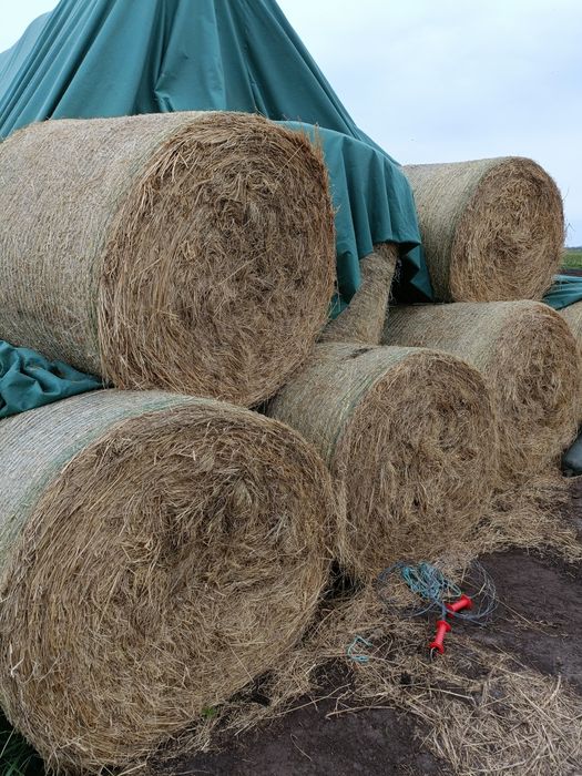 Siano w belach 125/123