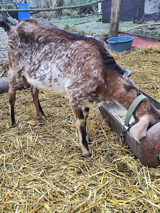 Продам Нубійськи кози