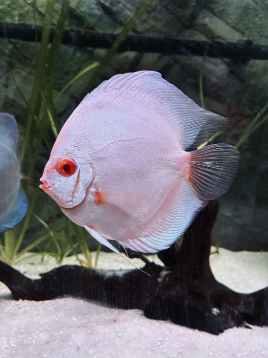 Discus de varias estirpes
