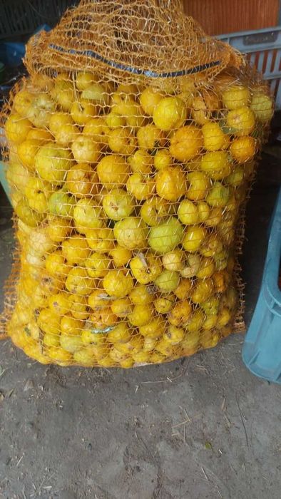 Pigwowiec japonski nie pigwa owoce 5 kg eko