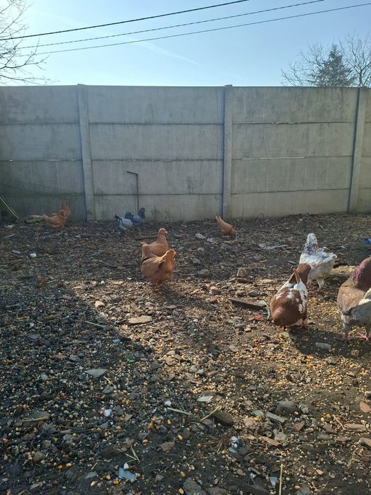 Kingi kingi gołębie ozdobne