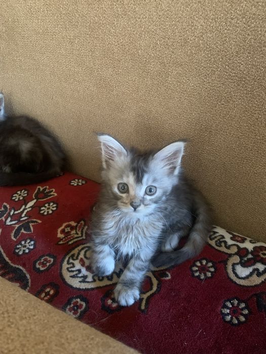 Котенята мейкунята