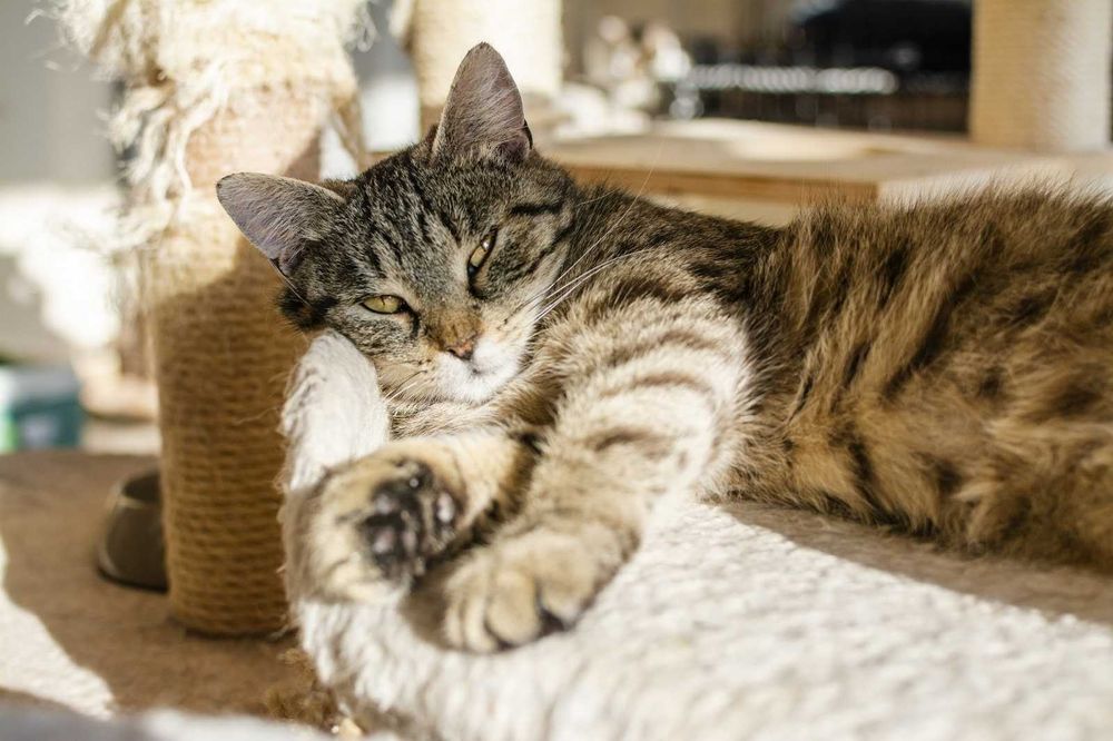 Kamila delikatna kotka o miękkim futerku szuka domu