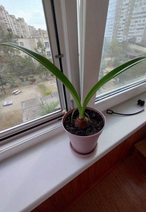 Гіппеаструм  квіти