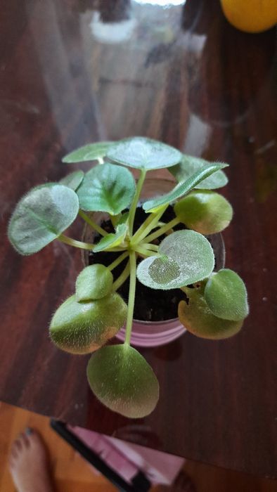 Сансевие́рия и не только