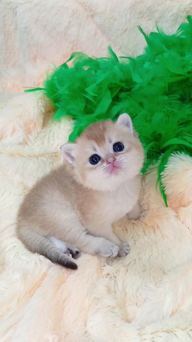 Красивый котик золотая шиншилла