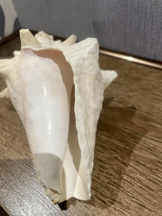 Ракушки .За две 200 грн