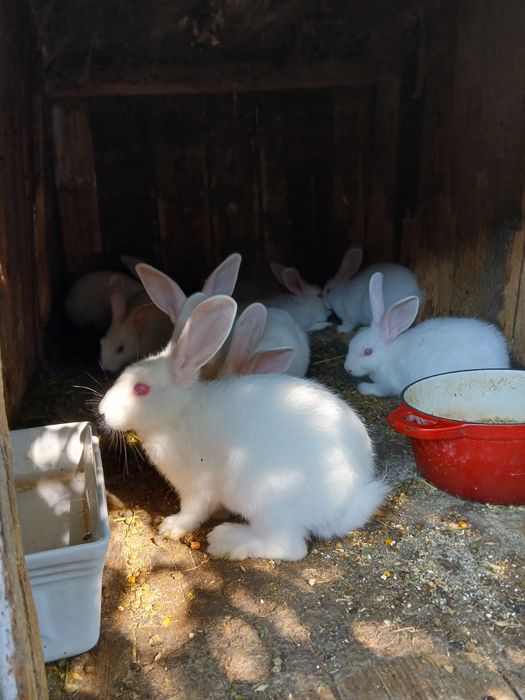 Кролі Термони Молодняк Кролики можна сім'ю