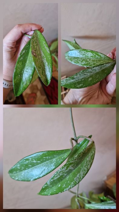Hoya Pubicalyx Splash 3 wezly 6 lisci