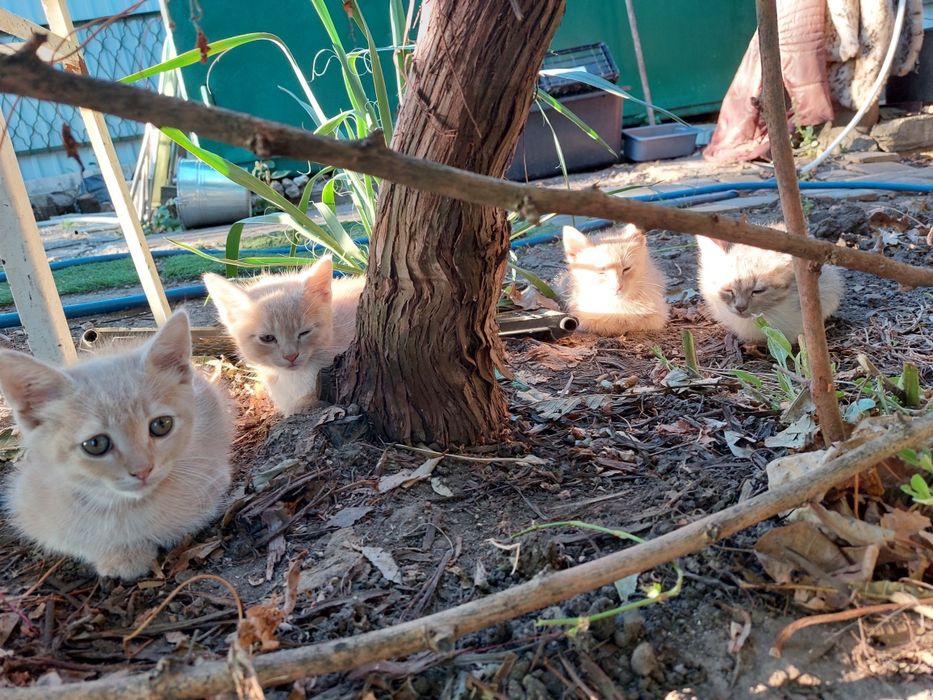 Срочно ищут дом маленькие котята