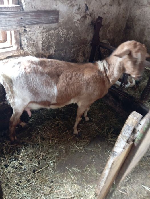 Продам дойных коз