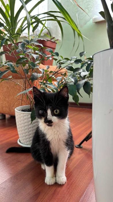 Кошеня шукає дім