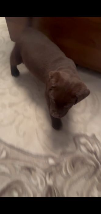 Цуценята лабрадора ретривера