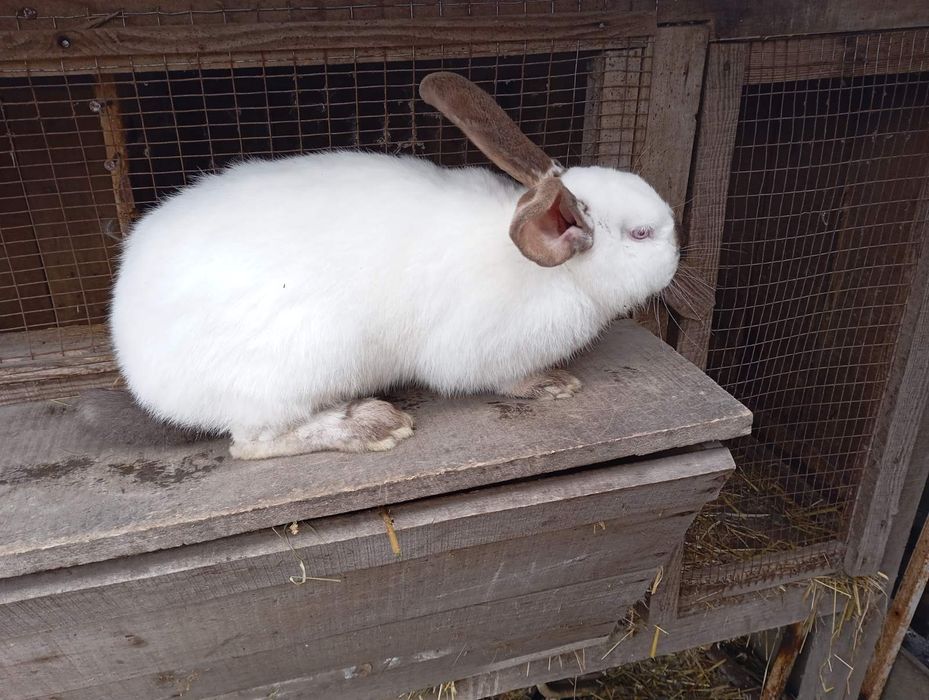 Продам кролів самців і самку