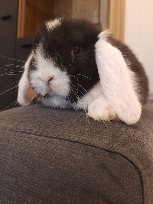 Króliki baranek miniaturka karzełek mini lop