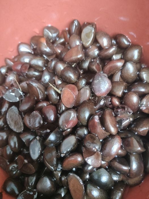 Sementes Plantas Camélia