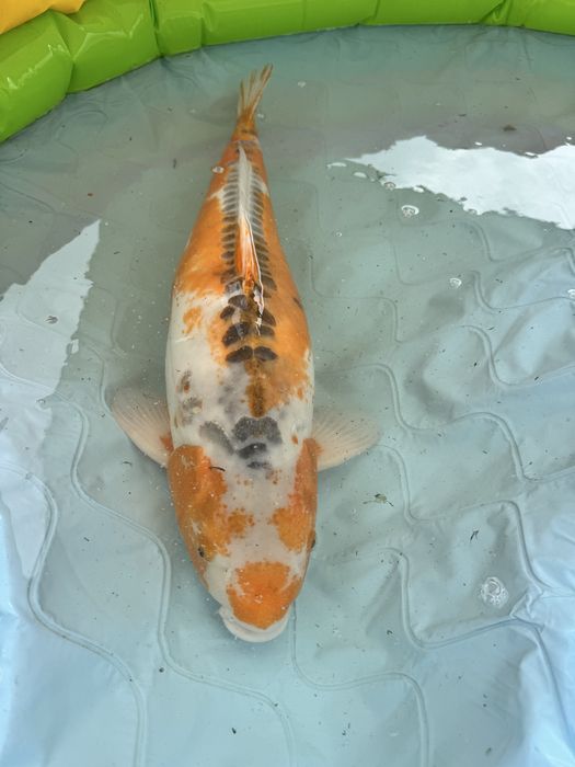 Carpa koi hi shushui female 85+