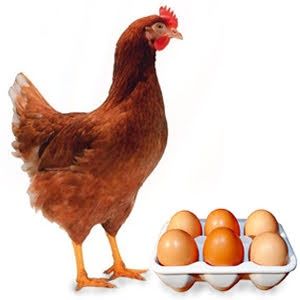 Kury nioski  Jordanów śląski