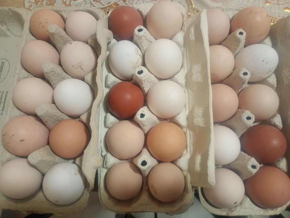 Sprzedam jajka swojskie