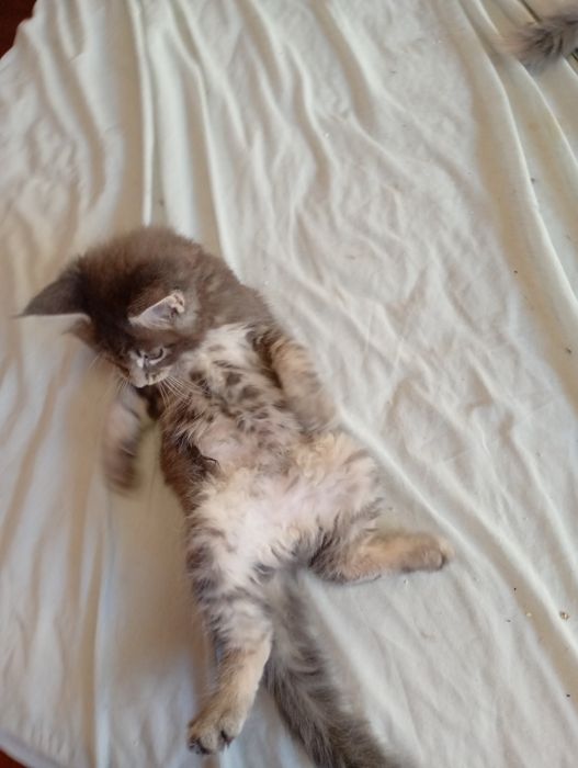 Lindo gatinho  Maine coon