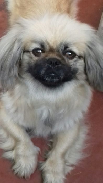 Продам цуценят королівського пекінеса