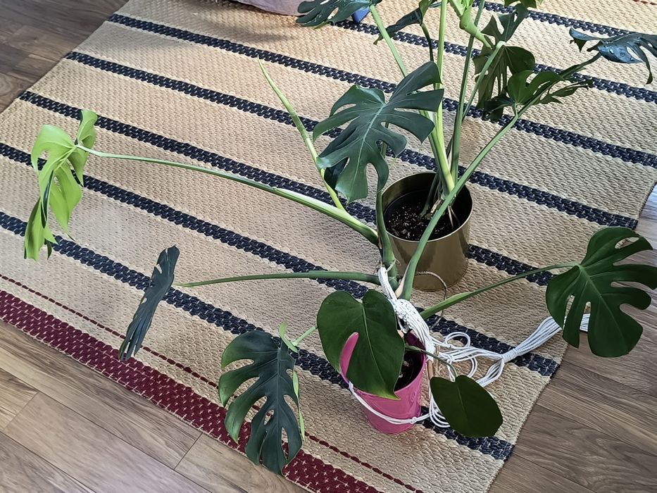 Zdrowa i duża Monstera