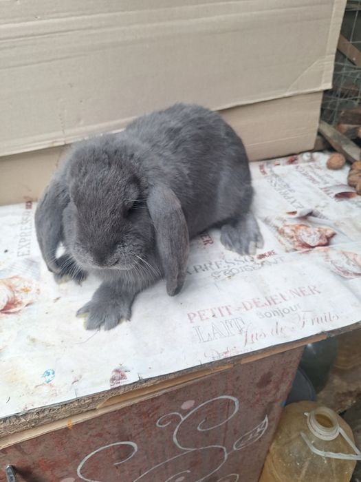 Кролі французський баран,німецький строкач голд.